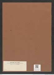Diatomeae indet. (de-Toni-Nr.: Species 3560 ?) Zeichnungen Sammlung Grunow Mappe 03728 (Herbarium_W_Grunow_drawings_Folder_03728)
